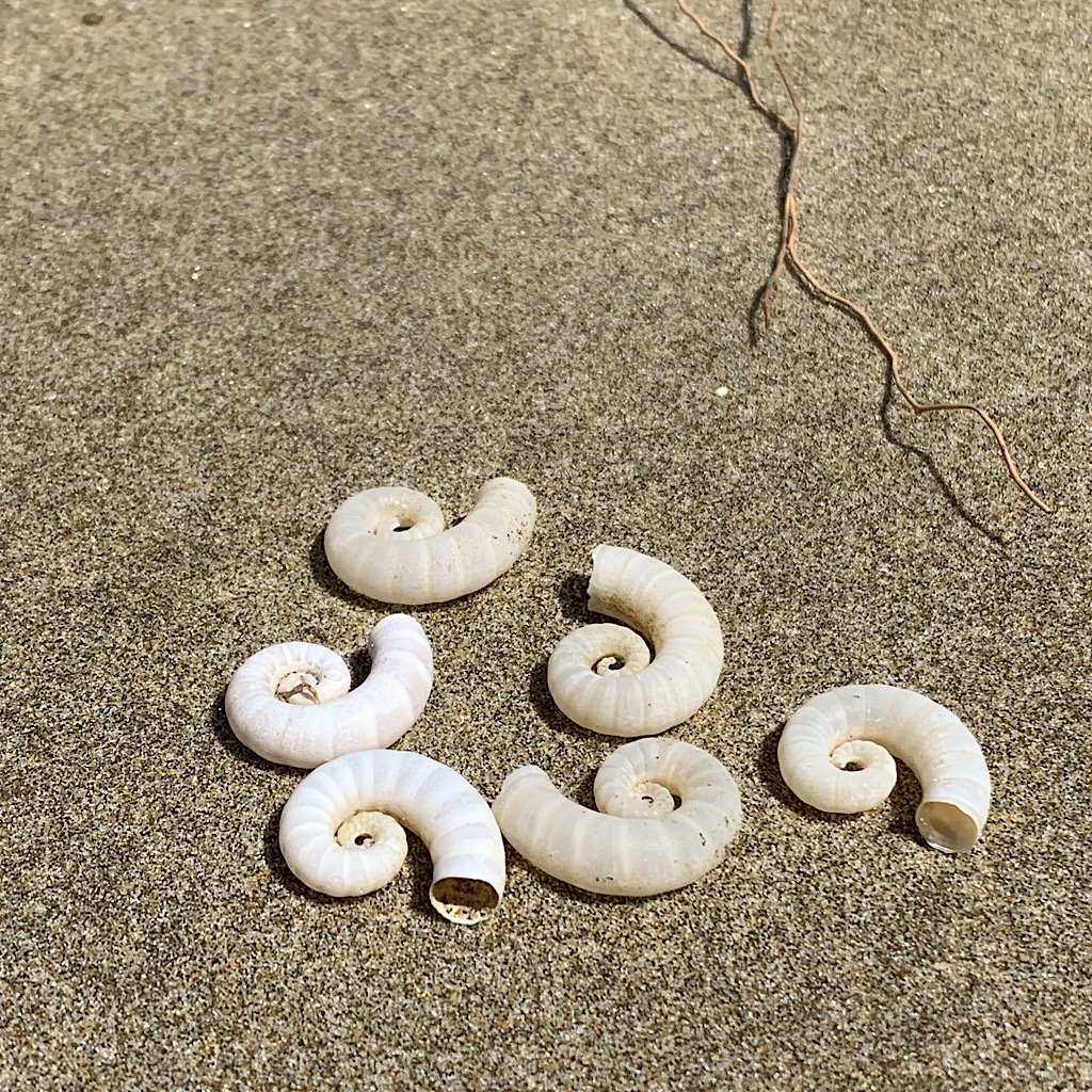 Spirula or Ram's horn shell on Ninety Mile Beach.