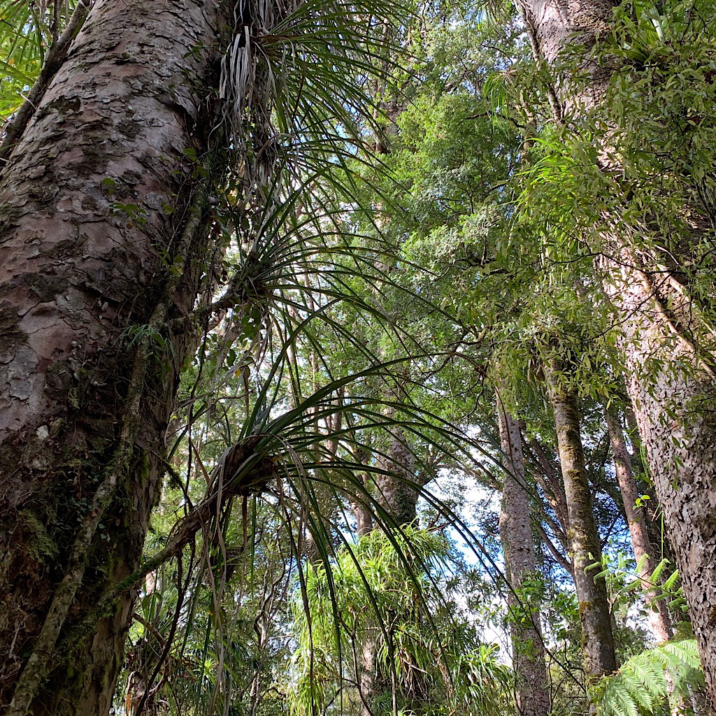 Epiphytes cling to Rimu in the bush.