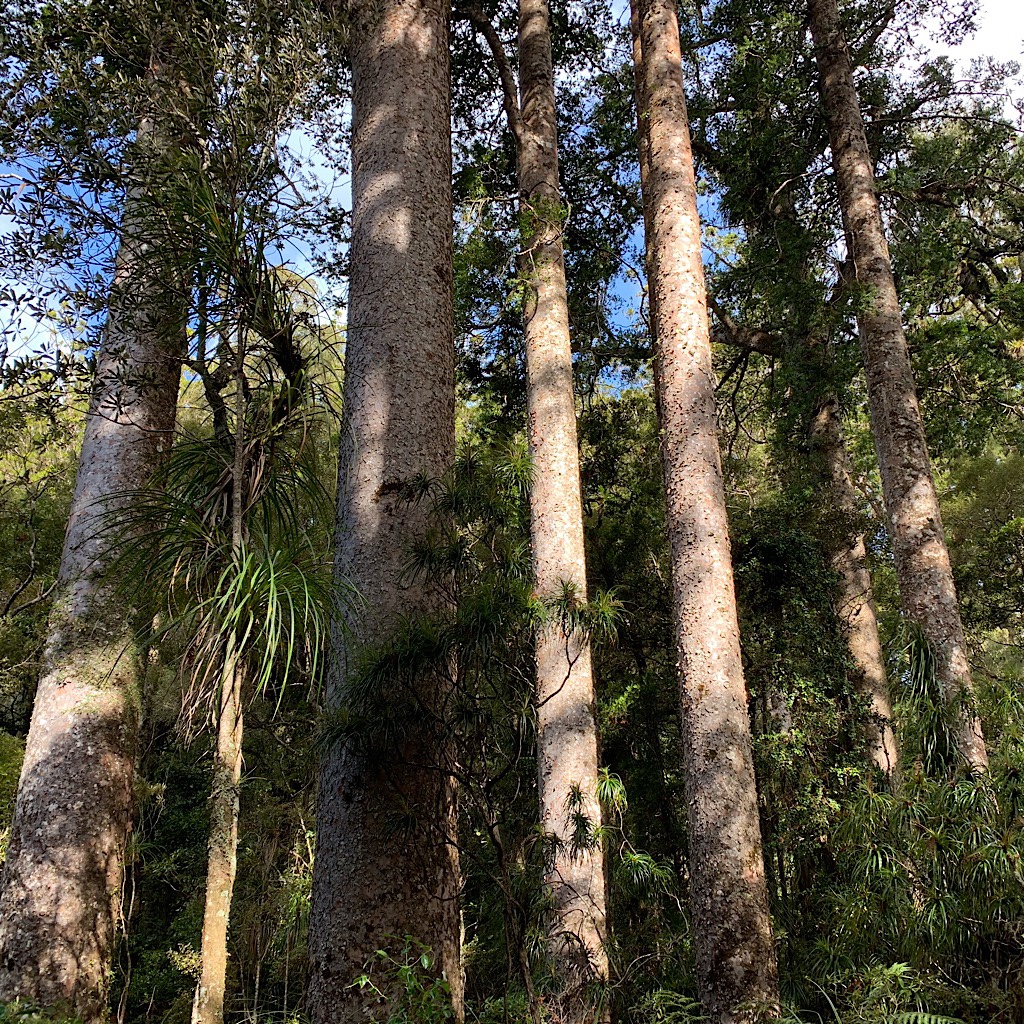 Kauri was harvested for its wood and gum, which oozes out in horizontal cracks, the tree's way of sealing damaged surfaces.