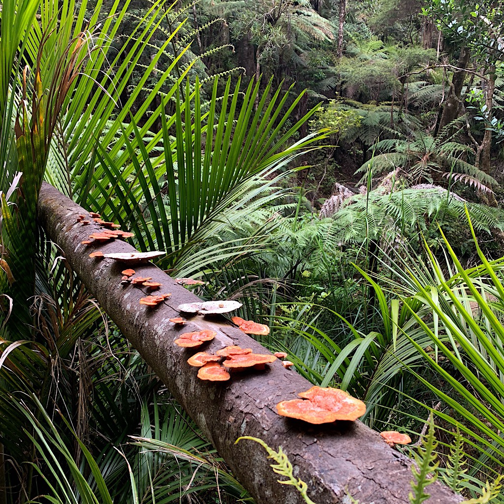 Toadstools on a fallen tree in an overgrown section of forest. 