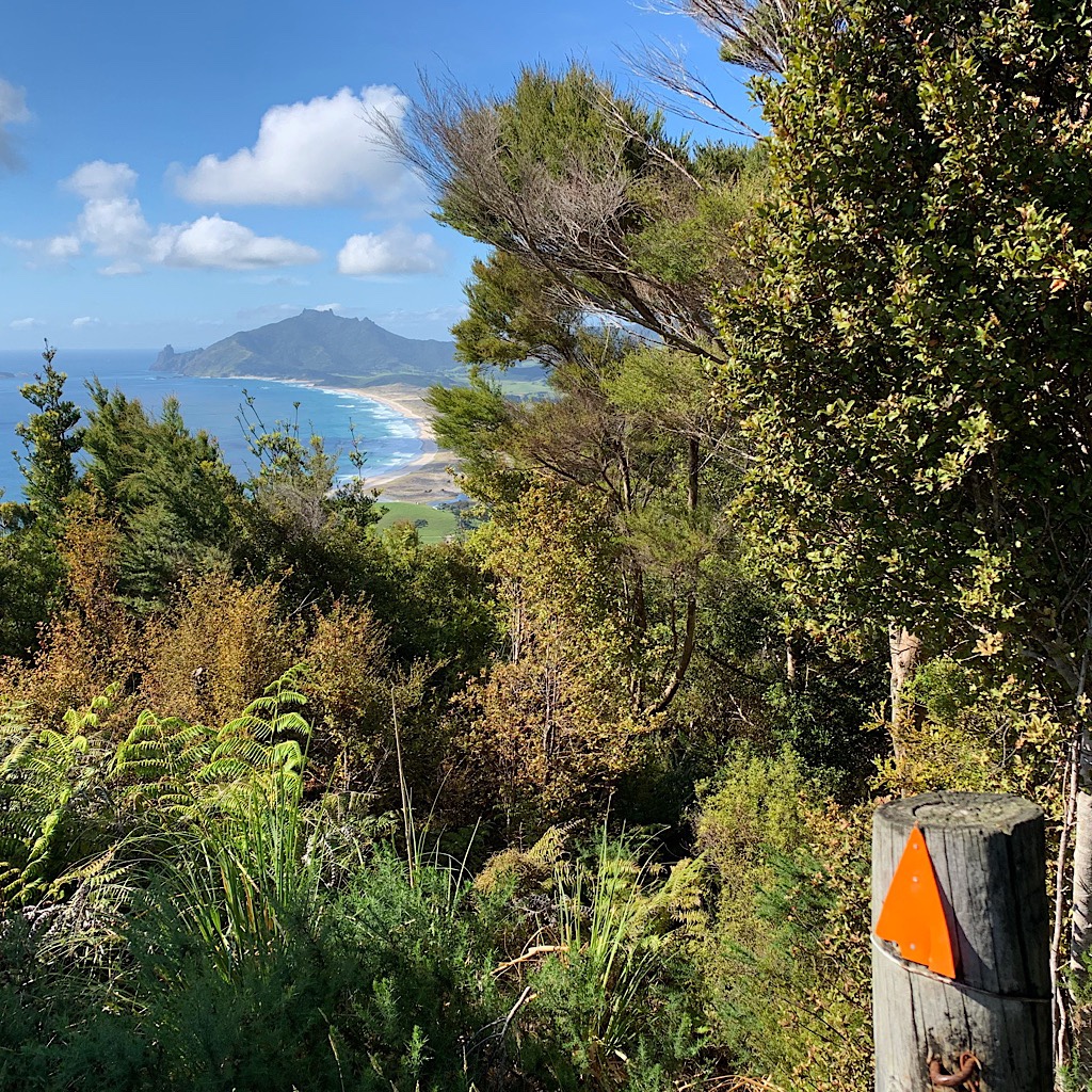 Partially blocked by bush, the trig marks the high point above Ocean Beach and Bream Head in the distance. 