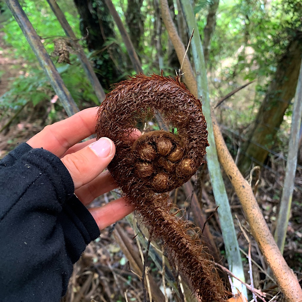Tree fern fiddlehead in the Dome Forest.