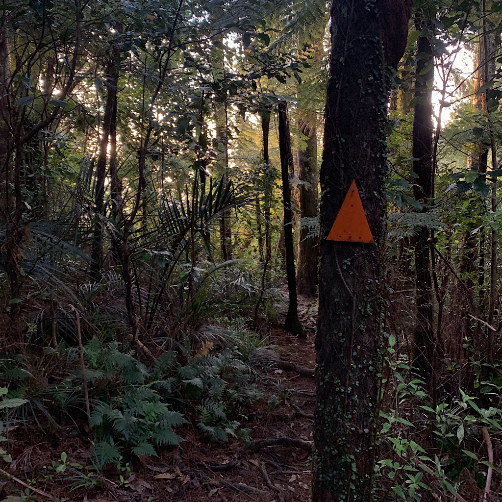 The orange triangle leads the way through the steep, overgrown bush of the Dome Forest.