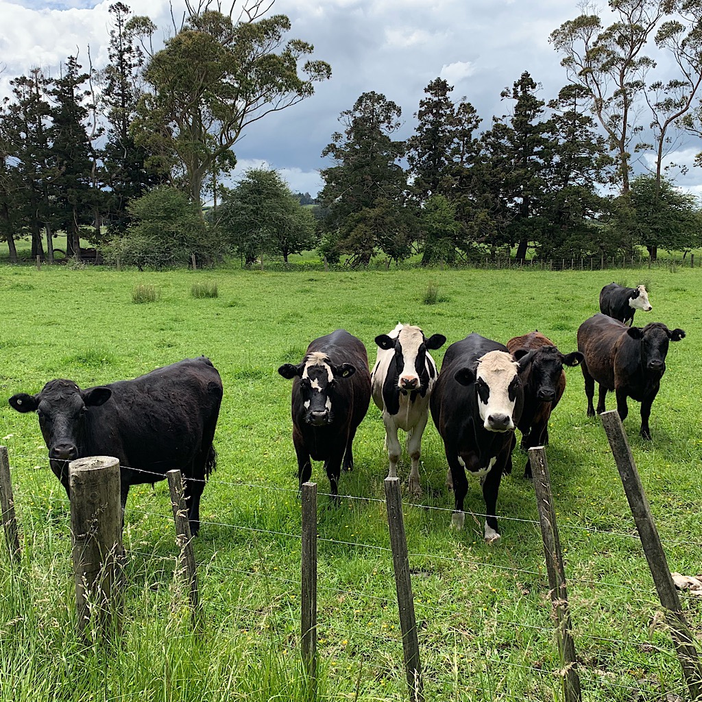 Curious cows on the way to Puhoi. 