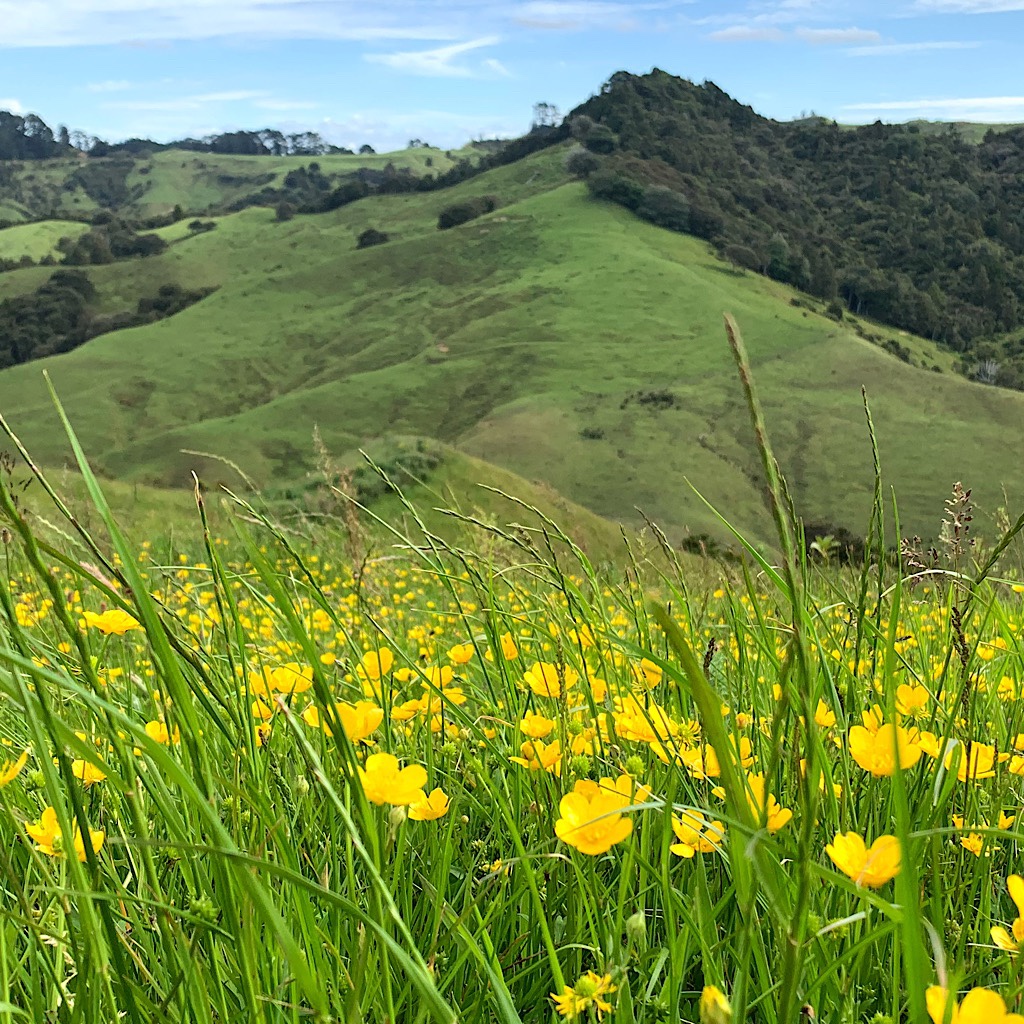 Buttercups and fields near Puhoi in Auckland. 