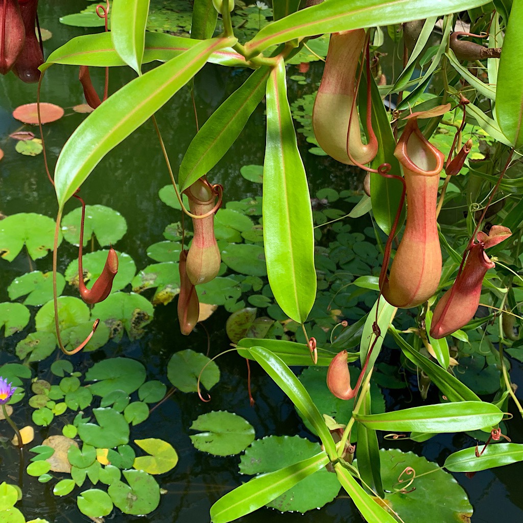 Enormous carnivorous pitcher plants in the Wintergardens of Auckland's Domain.