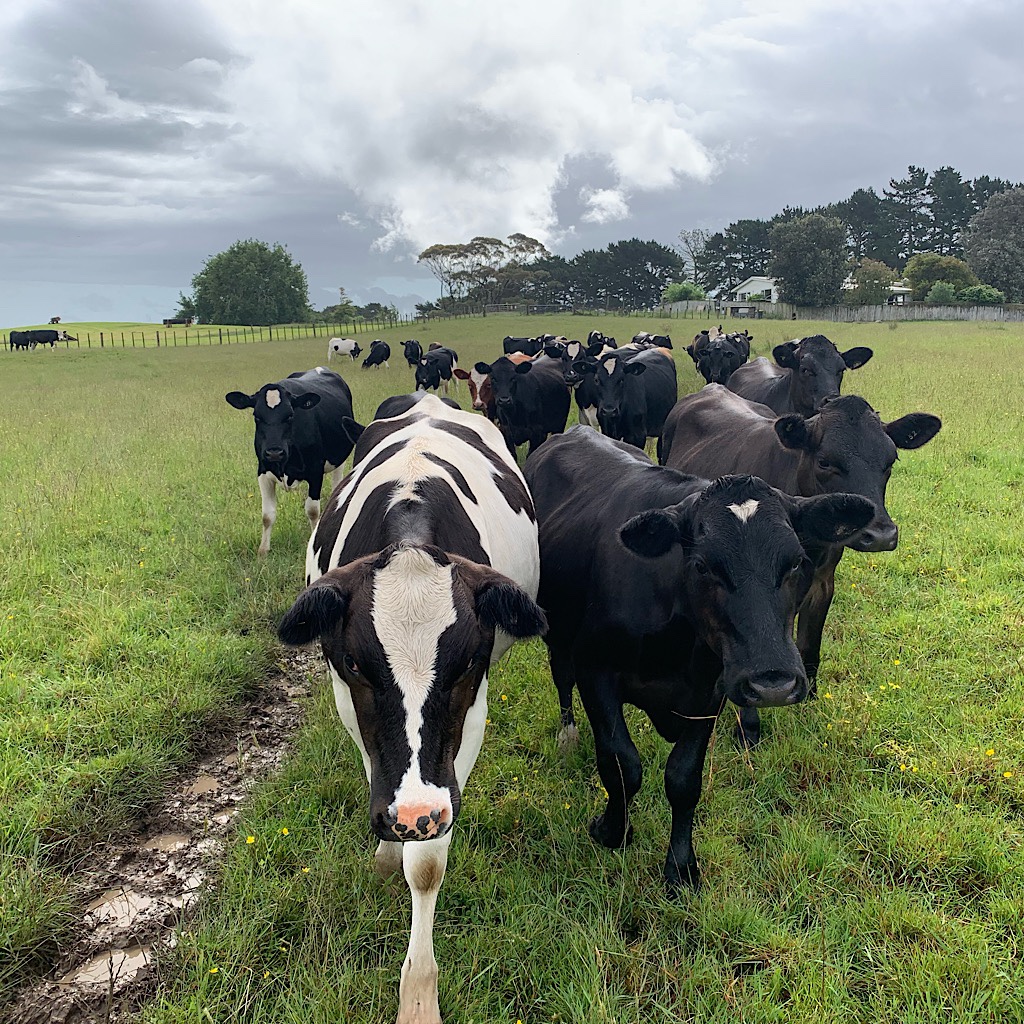 Curious heifers follow me along the muddy trail in the Puhinui Reserve.