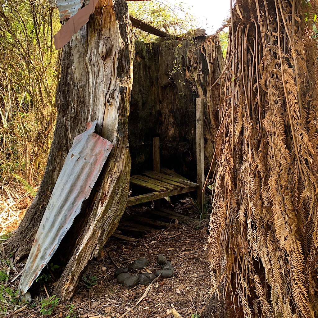 The remnants of a shelter built in a stump. If it kept them dry, it was a success.