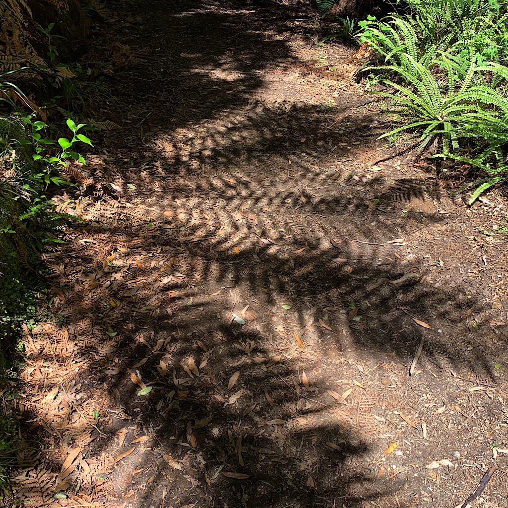 Every day on the Timber Trail was sunny and cool, even the shadows of tree ferns captivated the senses. 