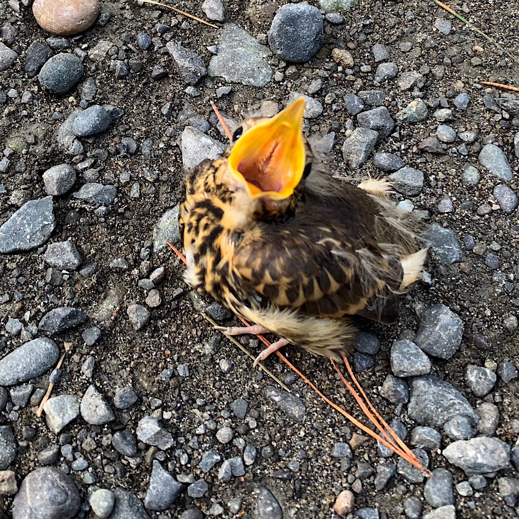 A chick in the trail that must have fallen from his nest. There was nothing I could do for the poor creature. 
