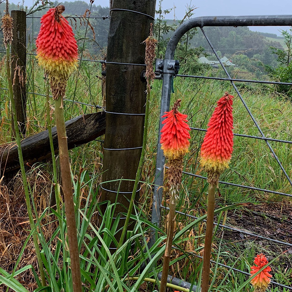 Hot pokers next to a gate.