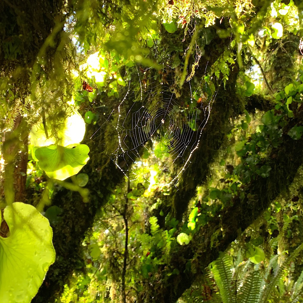 A delicate spider's web catches the light on the Burtton's Track above Tokomaru Valley.