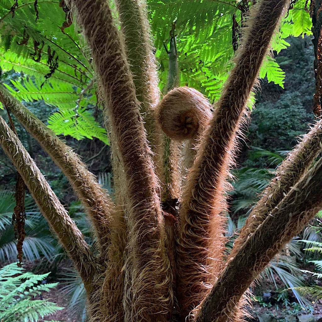 A furry – and giant – fiddlehead.