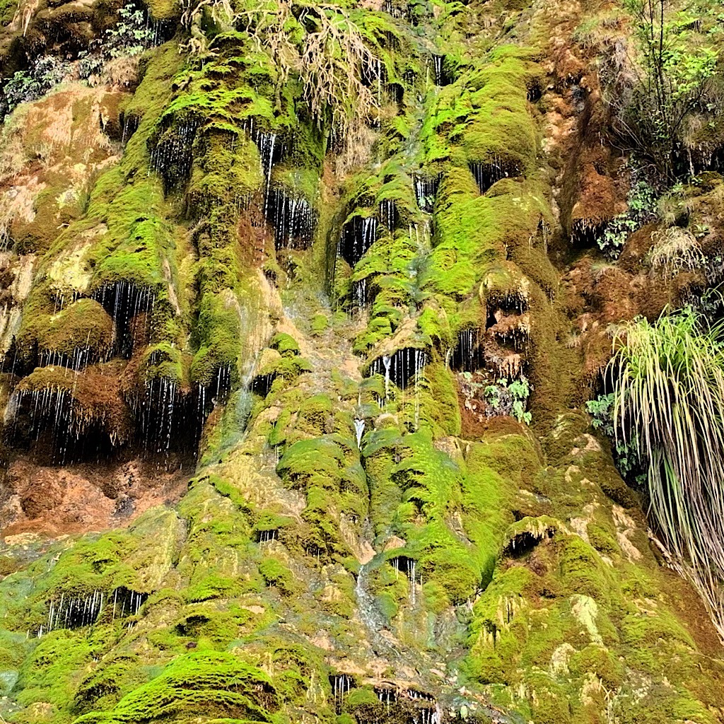 Whispering Falls like feathery curtains against the moss.