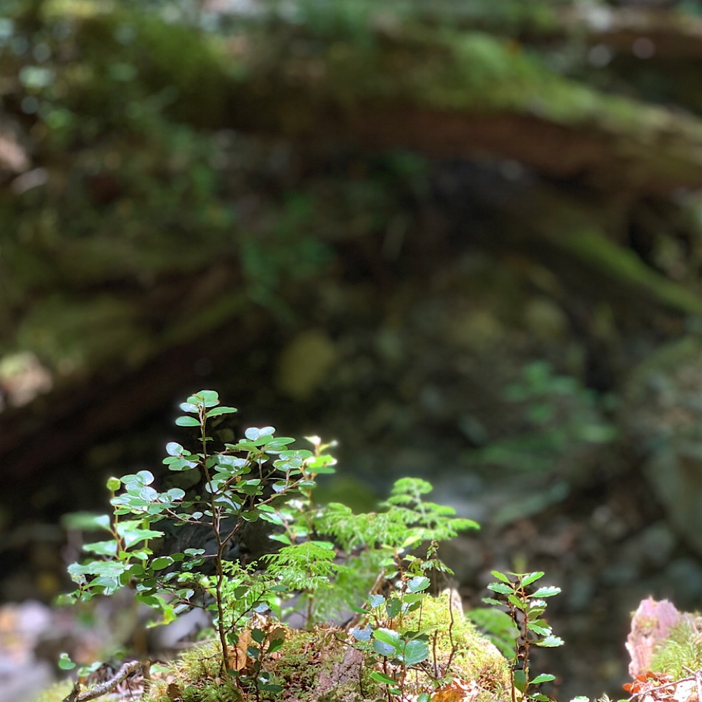 A tiny garden growing in a mossy depression in a rock. 