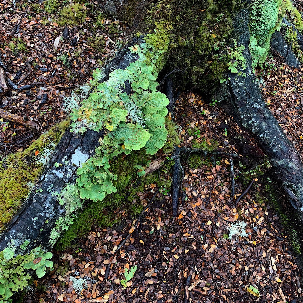 Lettuce lichen find a home on the long reaching arms of beech trunks. 