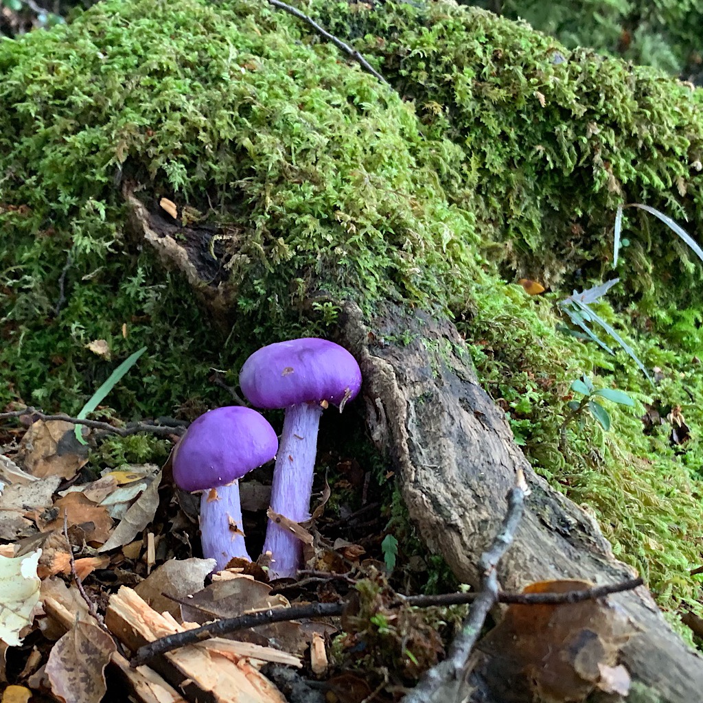Gloriously bright purple pouch fungus crouched in its favorite habitat of South Island beech. 