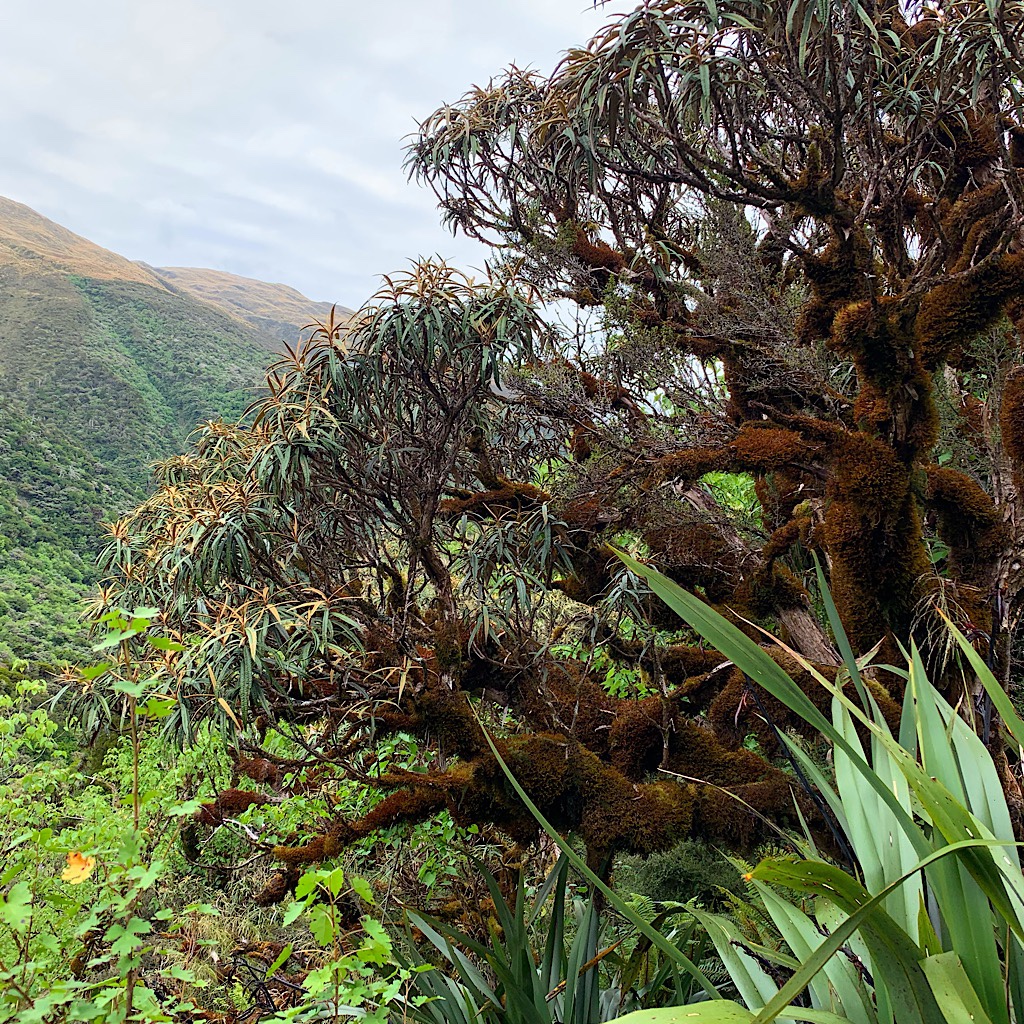 A moss covered alpine cabbage tree gives the pass a Dr. Seussian and prehistoric feel. 
