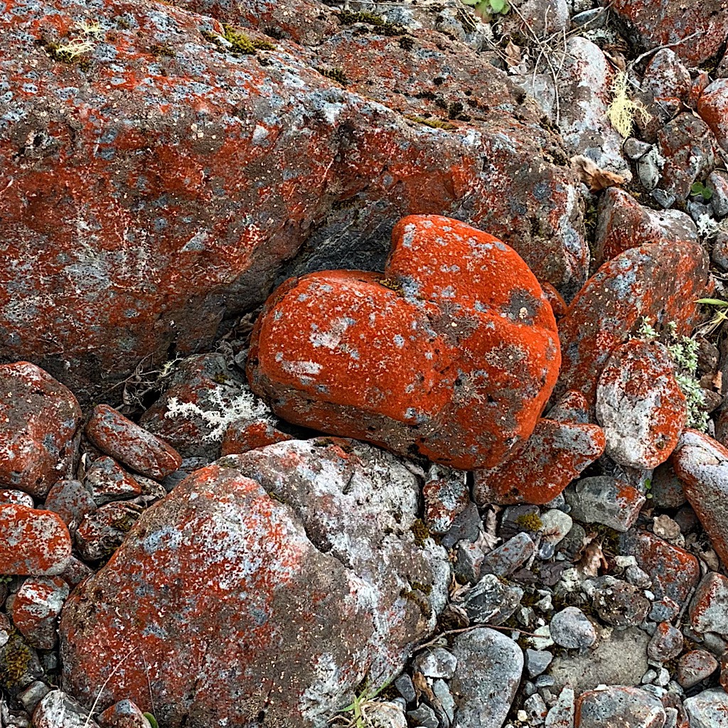 A lichen-covered heart-shaped stone as the trail crosses miles on the Upper Taramakau riverbed. 