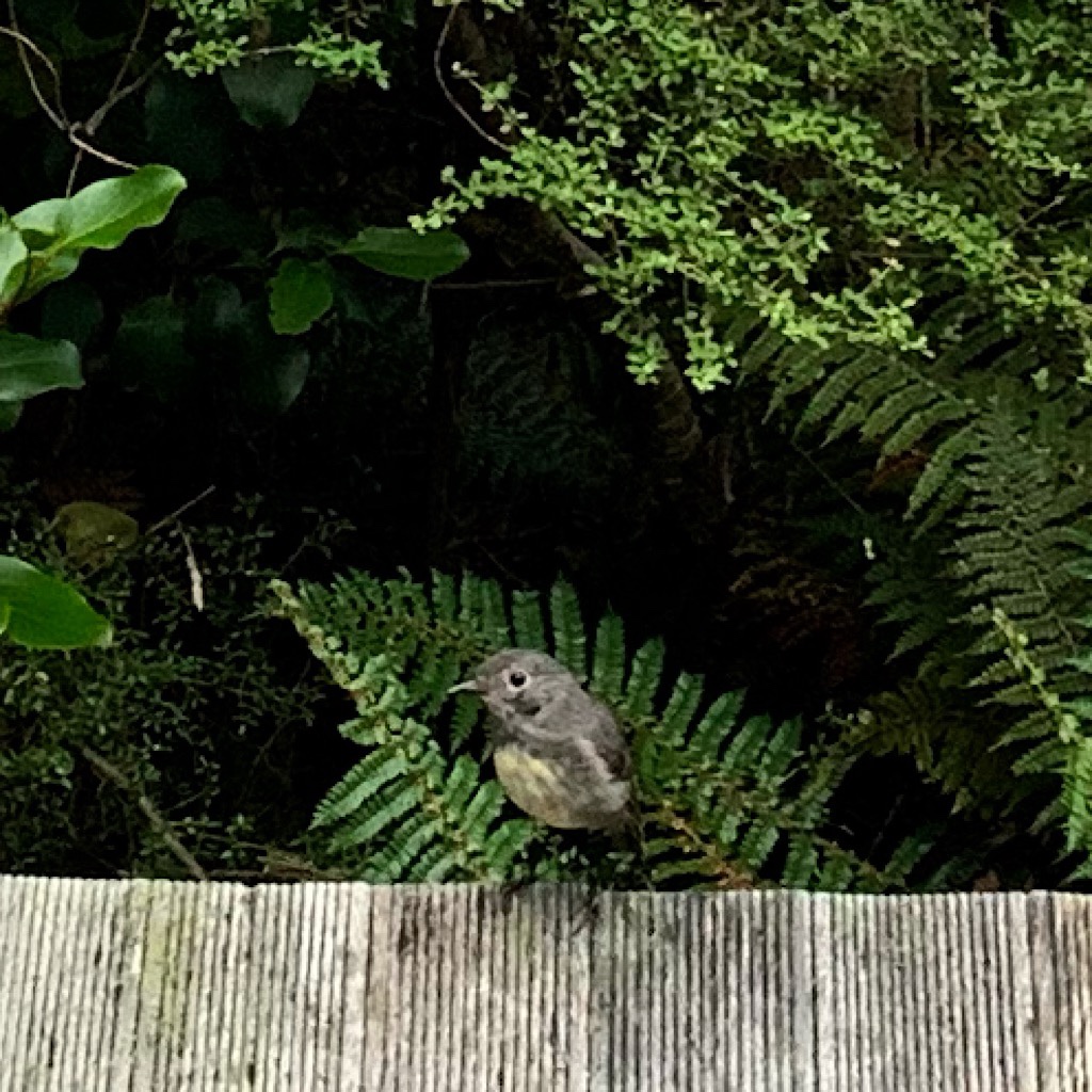 A South Island Robin visits me at the long drop. 