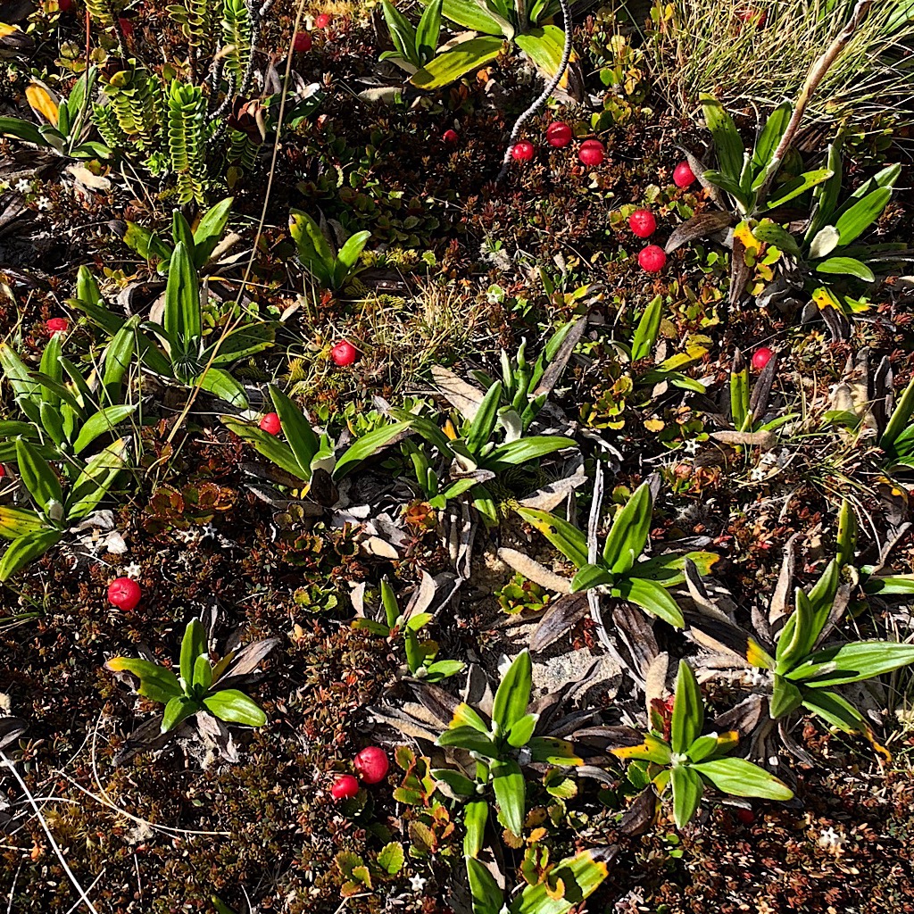 Red snowberry litter the ground in little clumps, the only types of plants that can survive the harsh alpine environment. 