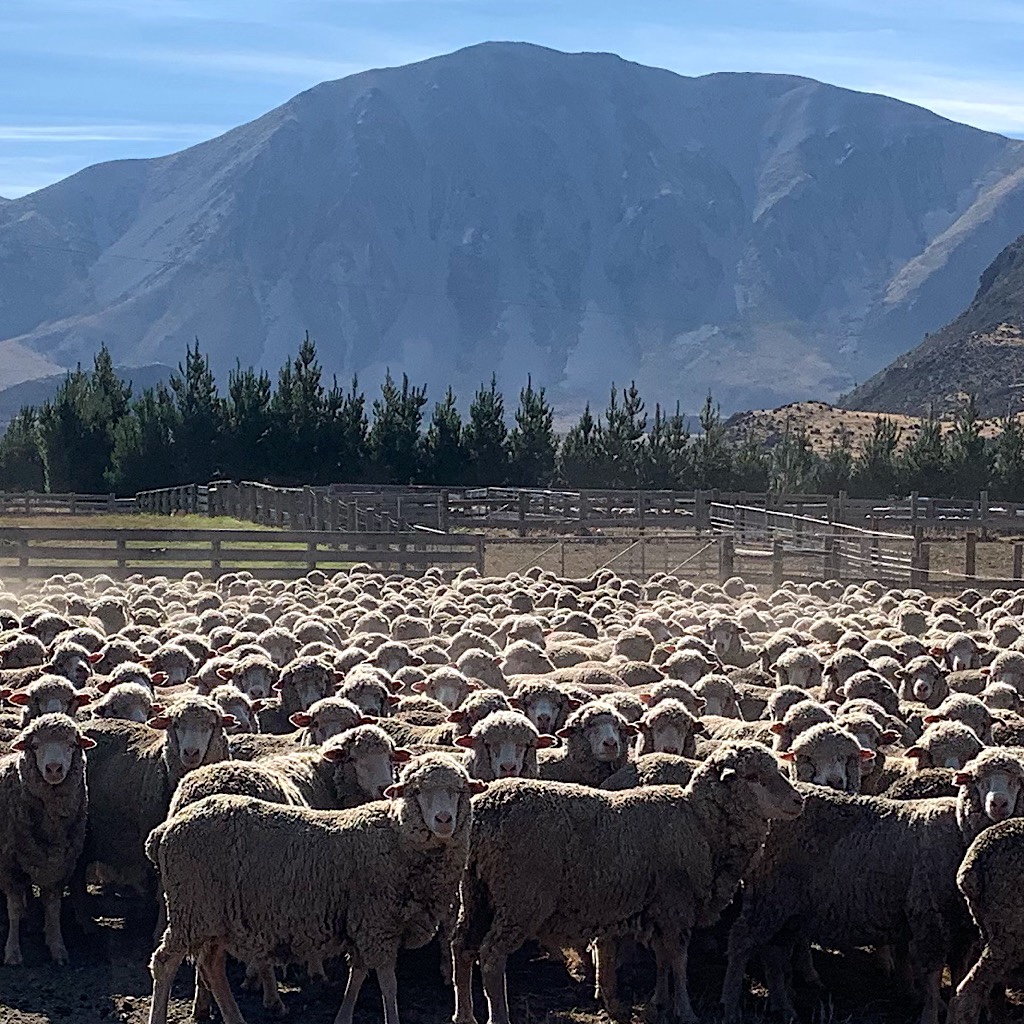 Sheep ready for shearing.