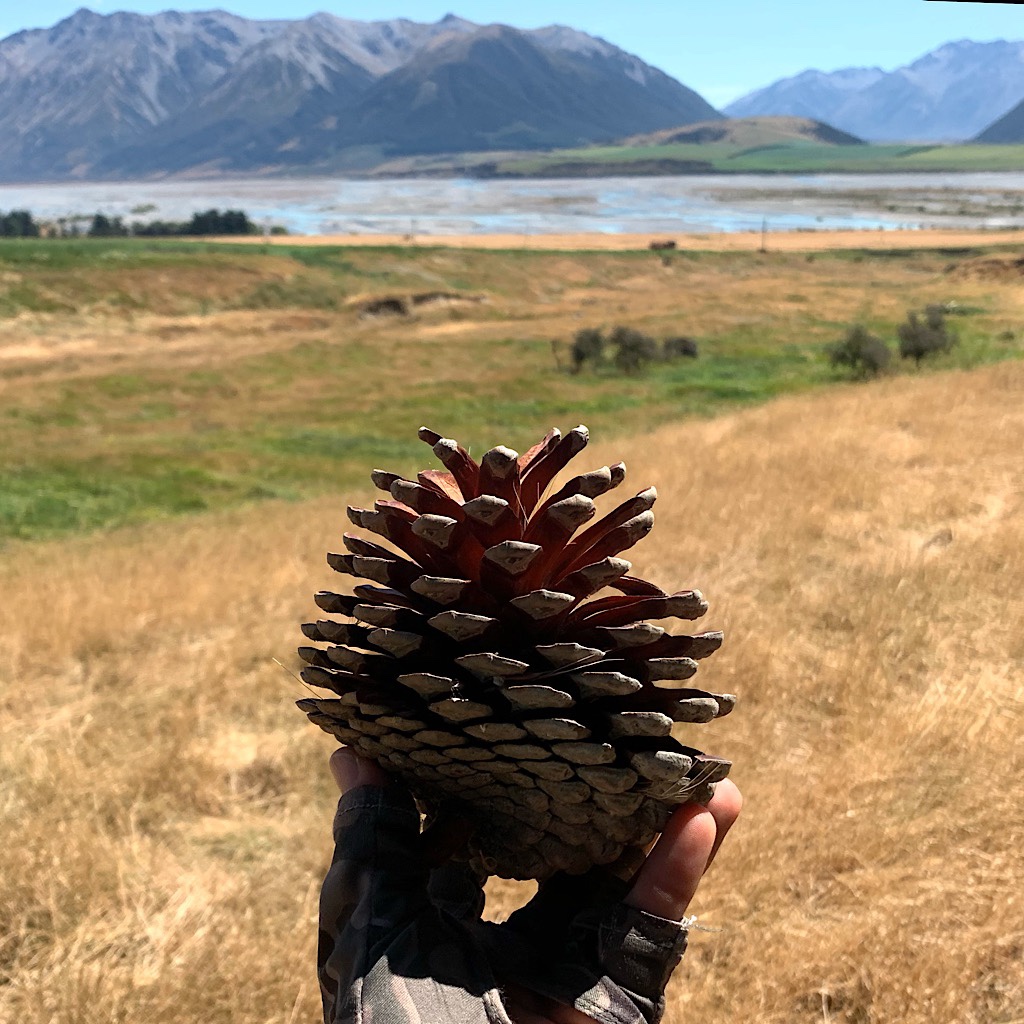A pine cone and the Rakaia in New Zealand's Southern Alps. 