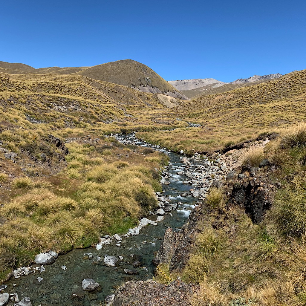 The trail is stream and tussock (grass taller than my head) all the way to Royal Hut. 