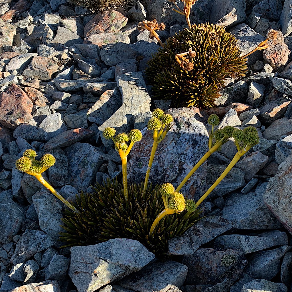 Tough alpine plants clinging to tiny patches of dirt beneath the rocks at the saddle. 