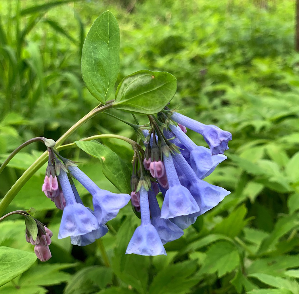 There is about a week at Carley State Park when the bluebells are exploding. 
