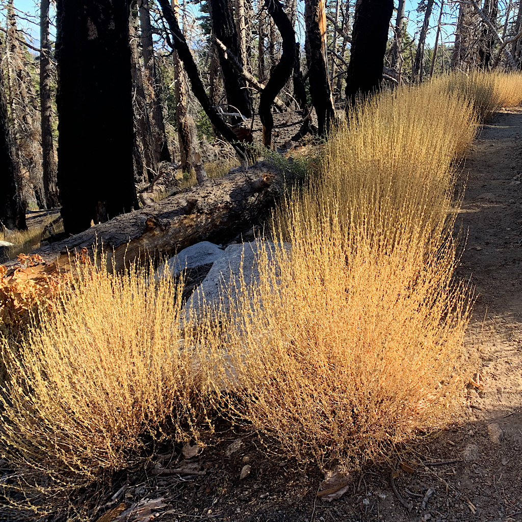 The morning light sets the dried grass ablaze in yellow.