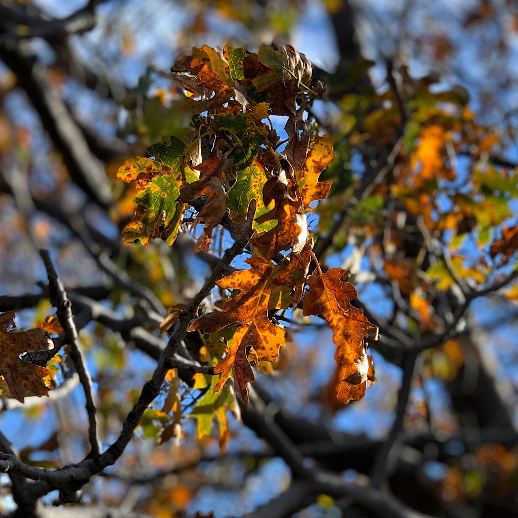 Oaks in their autumn orange. 