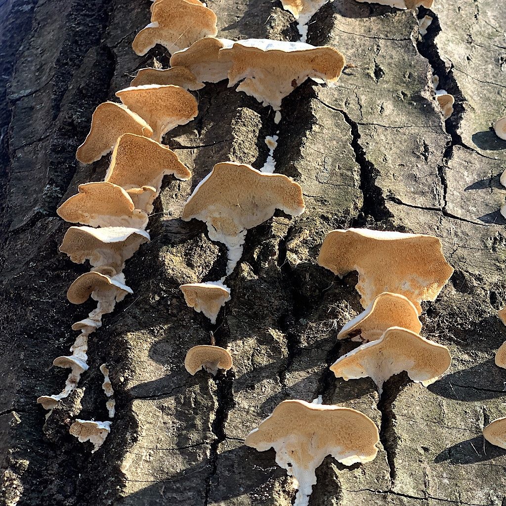 Mushrooms seem to squeeze out of the crack in bark, looking like spackle. 
