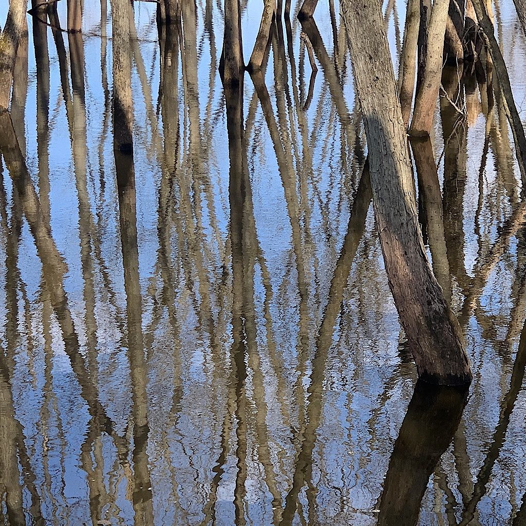 trees mirrored in the Saint Croix