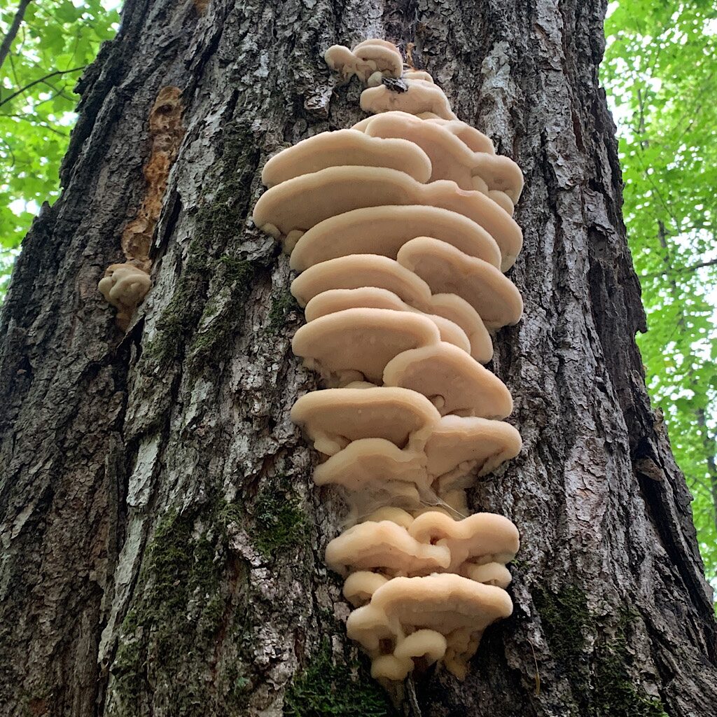 Fungus among us. 