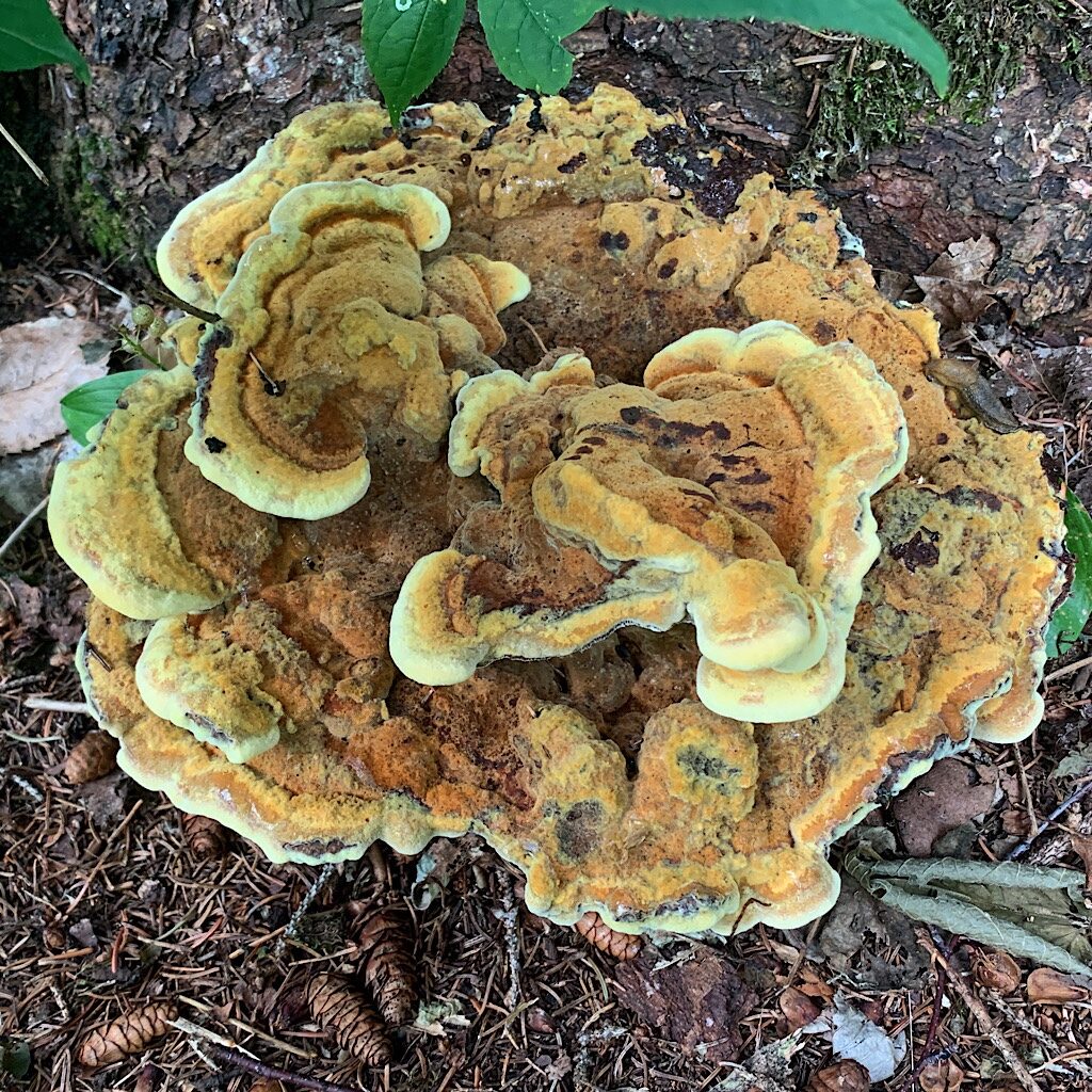Forest fungus. 