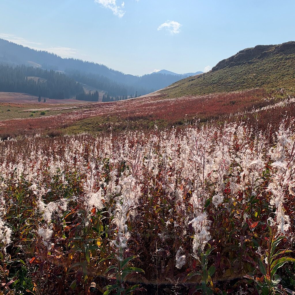Fireweed exploding in the fields below Phillips Pass. 