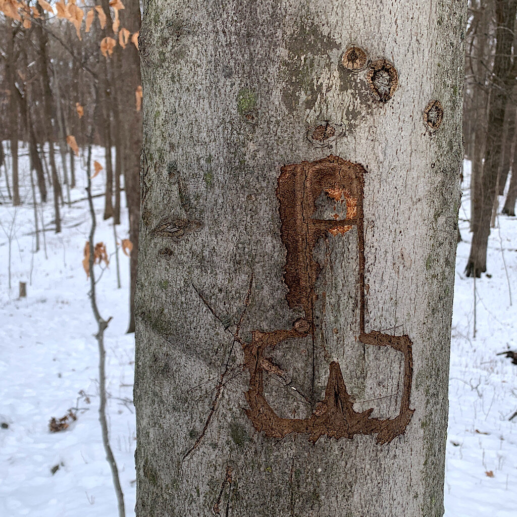 Ice Age Trail tree porn.