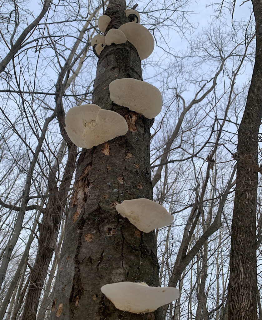 Trees and fungus and creatures live together to keep this forest healthy.