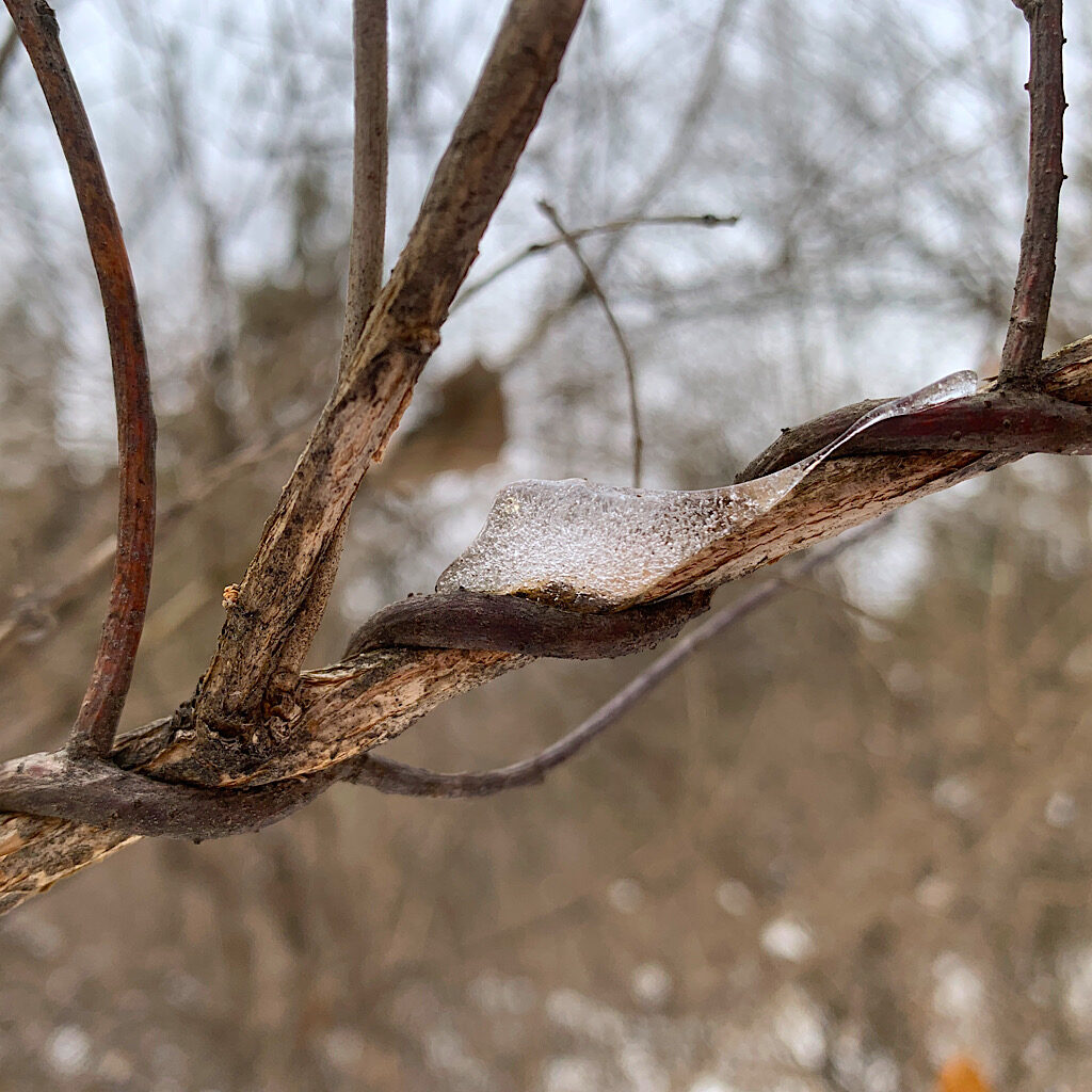 Fingers of ice decorate small crooks on branches along the trail. It was cold enough for snow and ice, but too warm for a hat or gloves. 