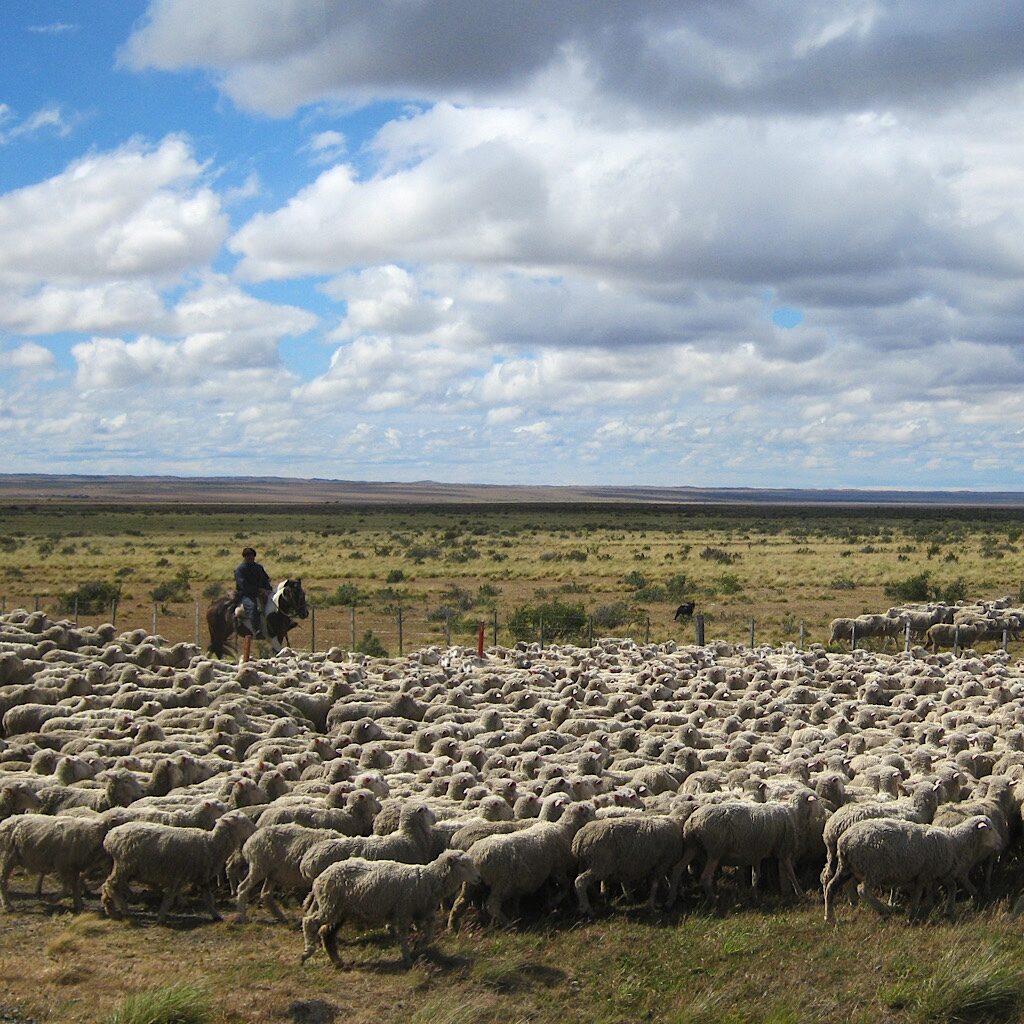 Sheep farms, guachos and long views characterize the vast Patagonian Steppe.