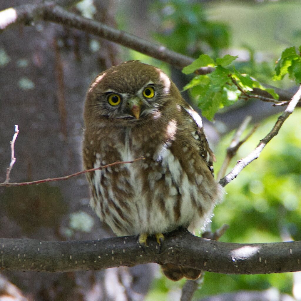 An austral pygmy owl kept us company at the Serón campsite. 
