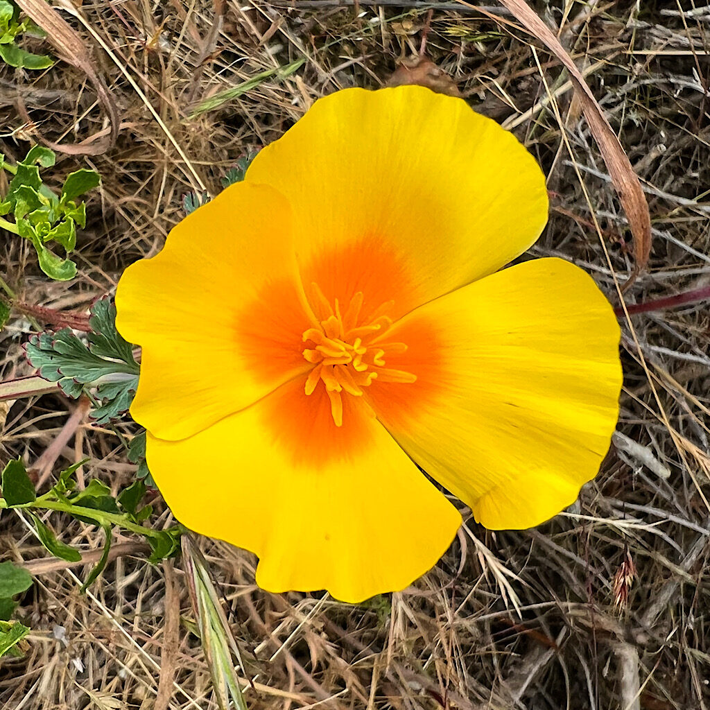 California's state flower, the poppy. 