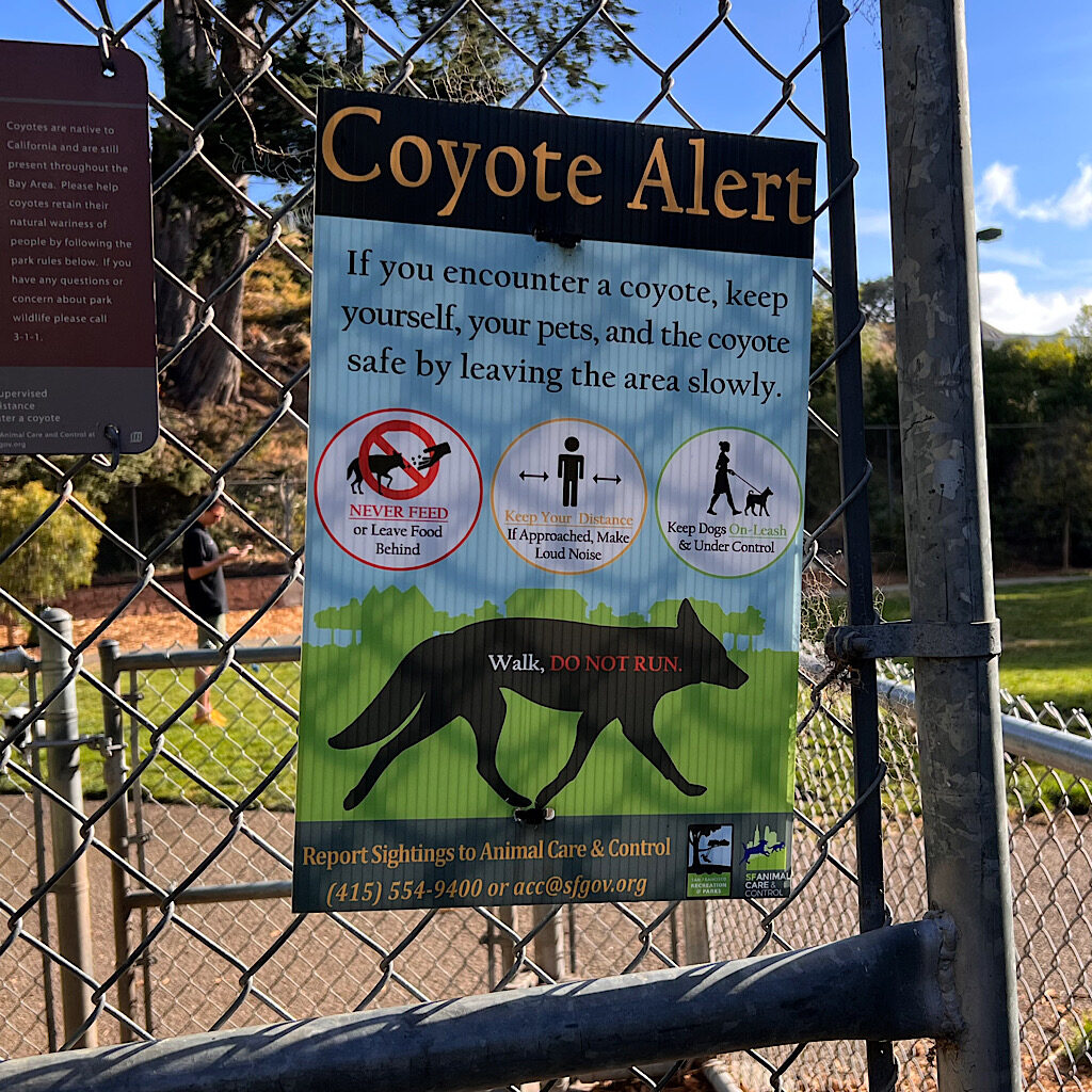 I saw this sign in nearly every park I ventured into, though never saw a coyote in person. 