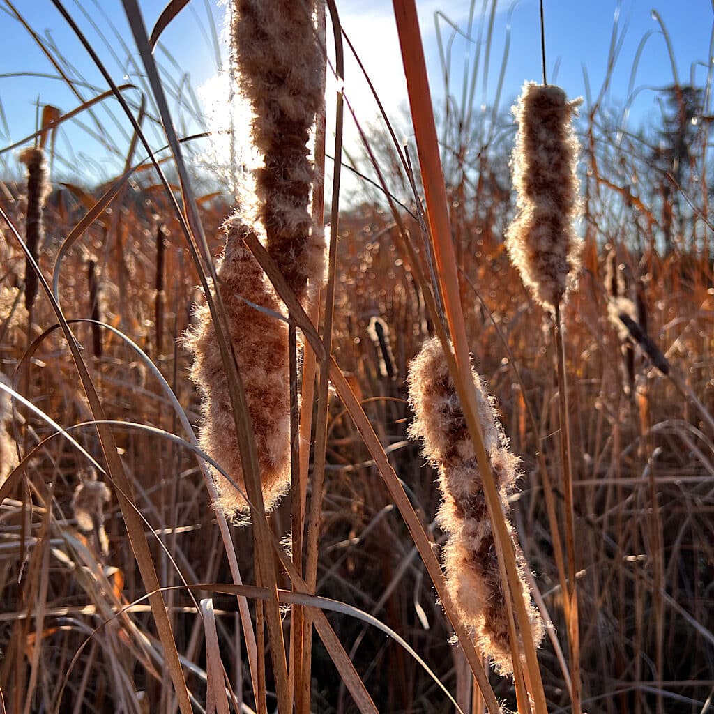 Exploded cattails. It's a shortened version of the original name, "cat 'o-nine tails," but that image, to me, is terrifying. 