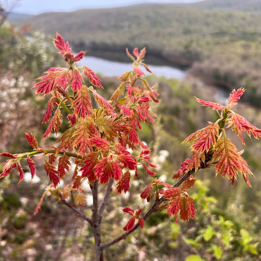 Oak leaves just making their appearance above Lake of the Clouds. 