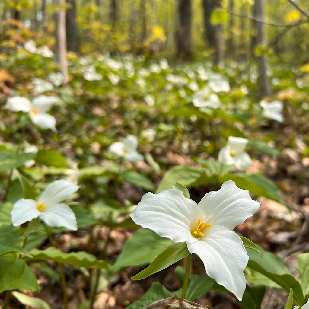 Trillium, another lily, carpeted the trail up to the Escarpment. 