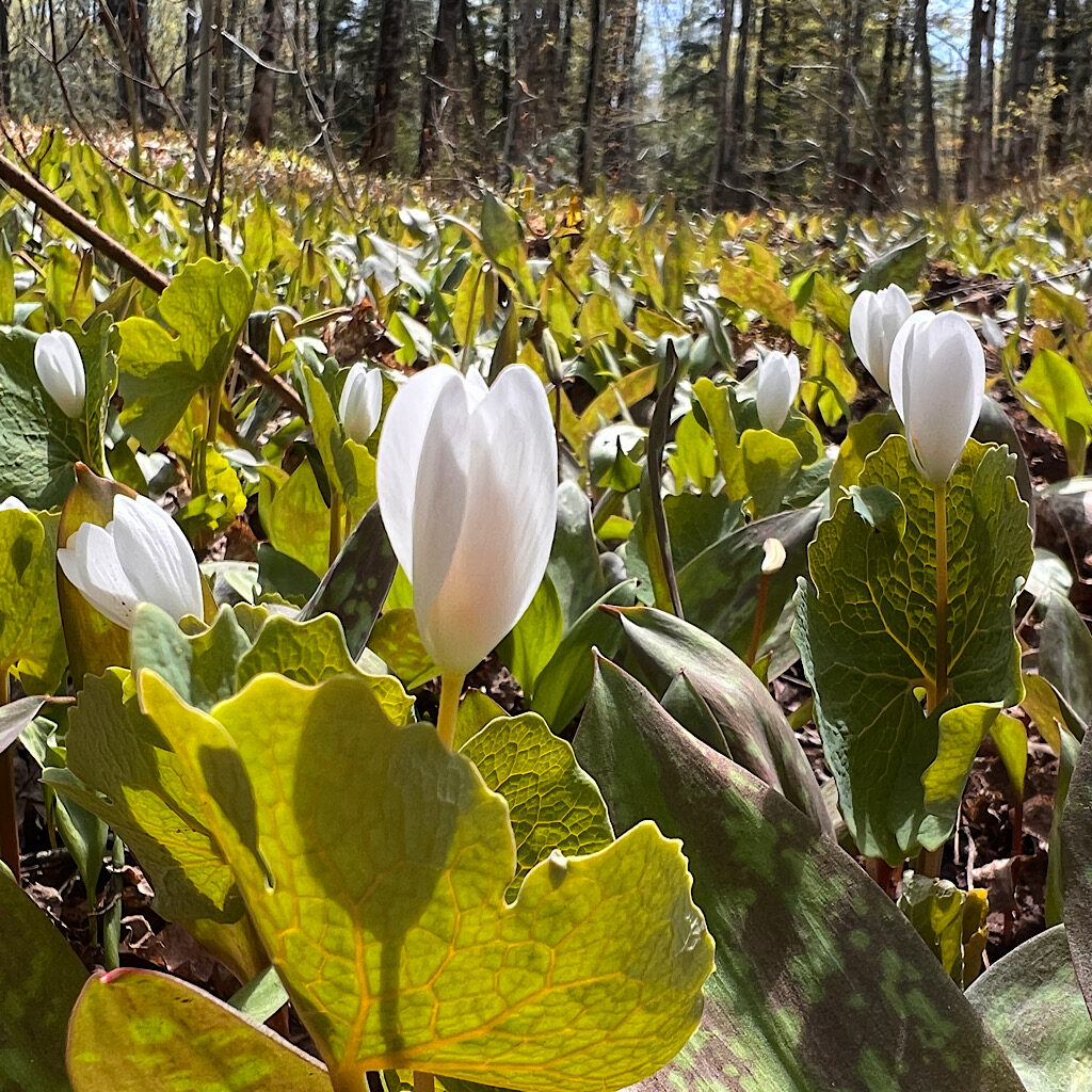 Blood Root blooming in a swampy section of trail